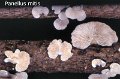 Panellus mitis-amf1375